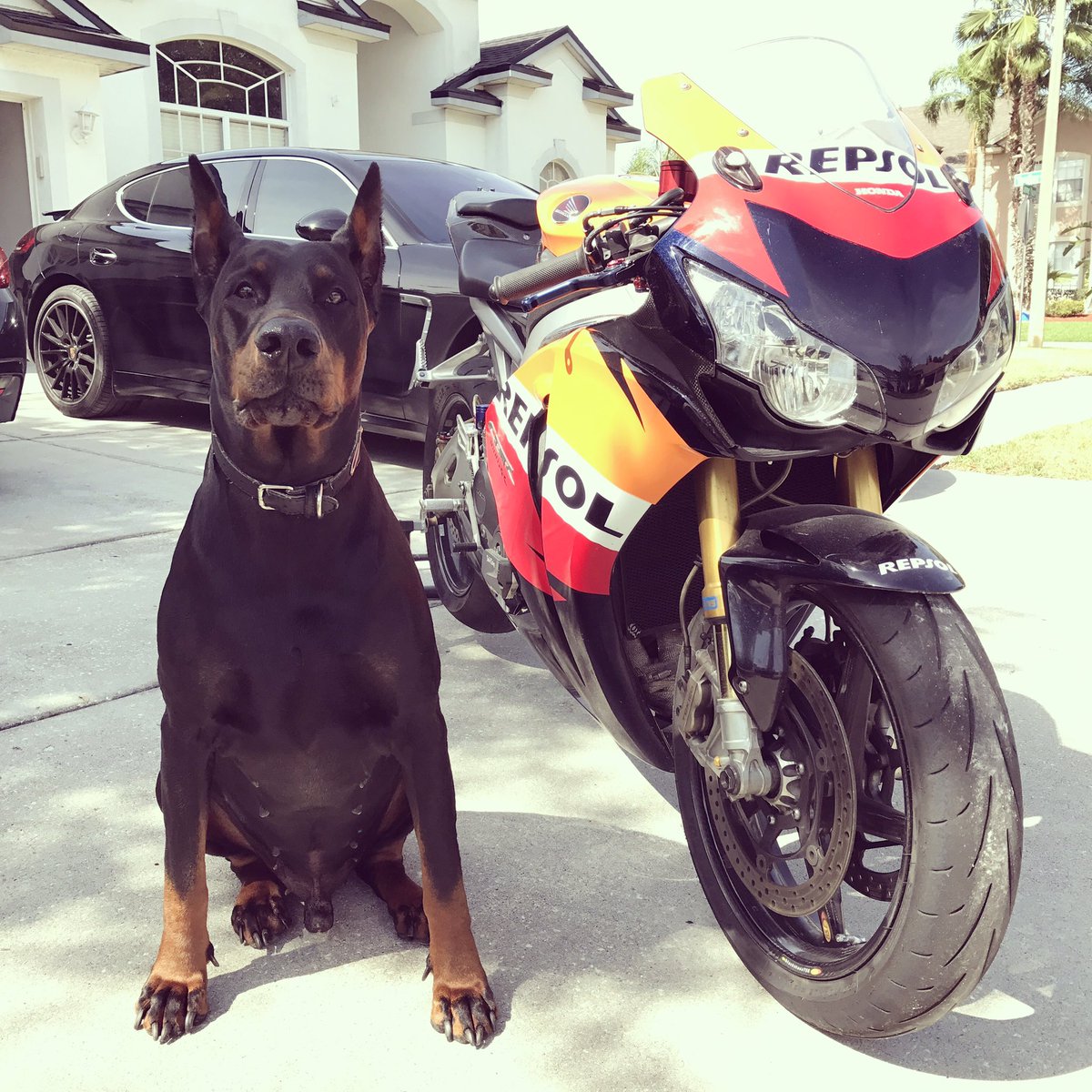 chrisknight221's tweet photo. Headed to @circuitamericas @MotoGP race to see @marcmarquez93 battle @ValeYellow46 tweet back to meet #kevintheservicedog https://t.co/9KoqOd63mE