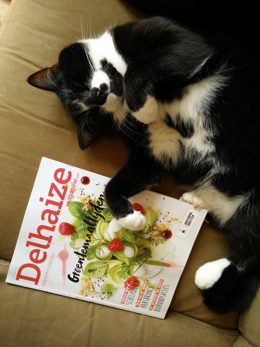 SilvyHoremans's tweet photo. @DelhaizeBelgium do you need a promo kitten? :) https://t.co/0DDYG62zRf