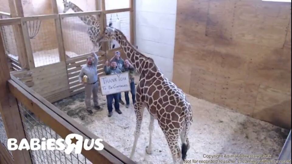 AprilTheGiraffe's tweet photo. To be continued... https://t.co/CLAF9GDZZf