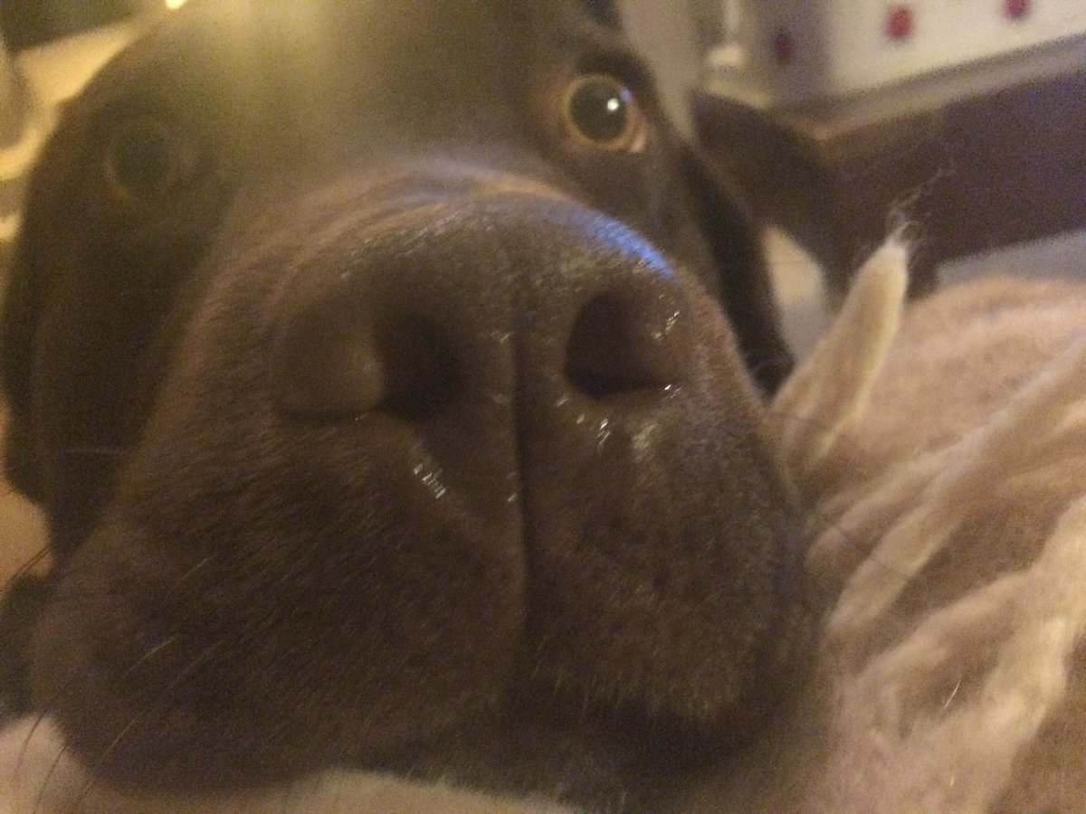 bokuthoe's tweet photo. #labradortwitter https://t.co/nQNq81gXAZ
