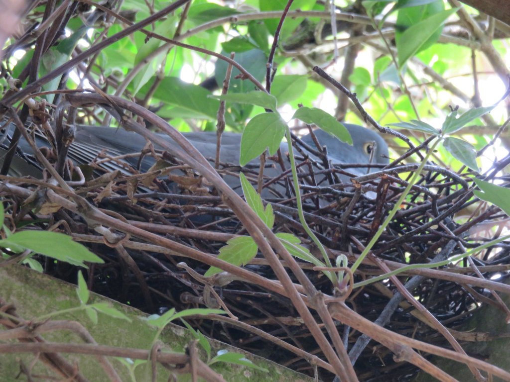 a_london_pigeon's tweet photo. 📷 Lens_ girl_ photos @Gaynorgarratt1 #eggsitting https://t.co/kDYs2iLBkw