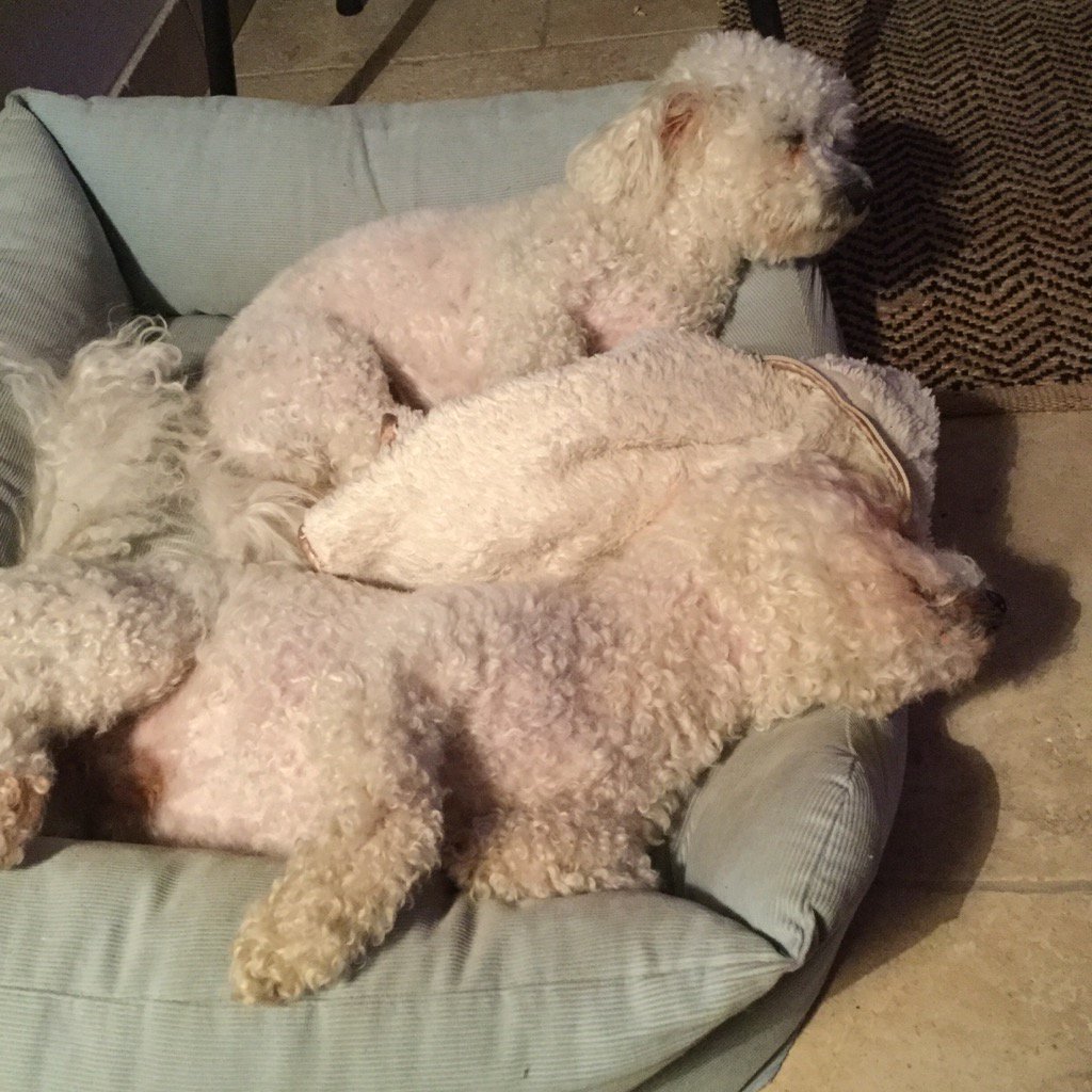 #Daisy #Shaggy It's been a long day <a href="/AllDogsMatter/">All Dogs Matter</a> <a href="/DogsOnTwiter/">Dogs On Twiter</a> <a href="/londonbichons/">LondonBichons</a>