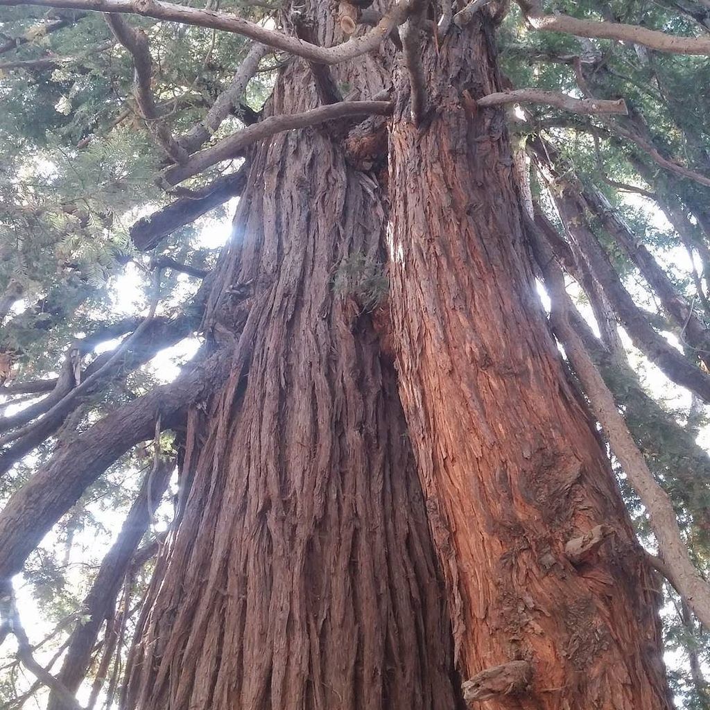 TrvlngThompsons's tweet photo. The Colonial Tree @ Big Sur
#colonialtree #hwy1 #pacificcoasthwy #pacificcoasthwy1 #TheTravellingThompsons #wande… https://t.co/TZrMJPqjmw https://t.co/2pmRUmQ1dy