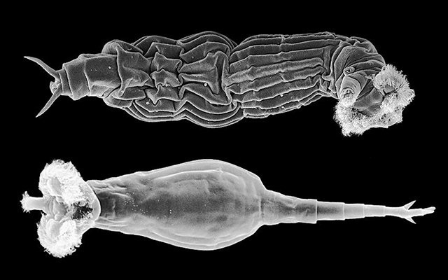 MMCMicrobio's tweet image. #Bdelloid #rotifers, another protist known for frequent #horizontal #gene #transfer.
blogs.discovermagazine.com/notrocketscien… …
bmcbiol.biomedcentral.com/articles/10.11… …