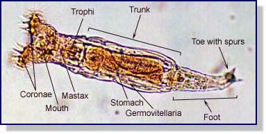 MMCMicrobio's tweet image. #Bdelloid #rotifers, another protist known for frequent #horizontal #gene #transfer.
blogs.discovermagazine.com/notrocketscien… …
bmcbiol.biomedcentral.com/articles/10.11… …