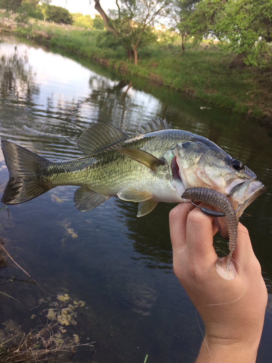 TXBassLife's tweet photo. 3 today on the swimbait with @Texashunter11 🎣 https://t.co/mKk9H6JyCw