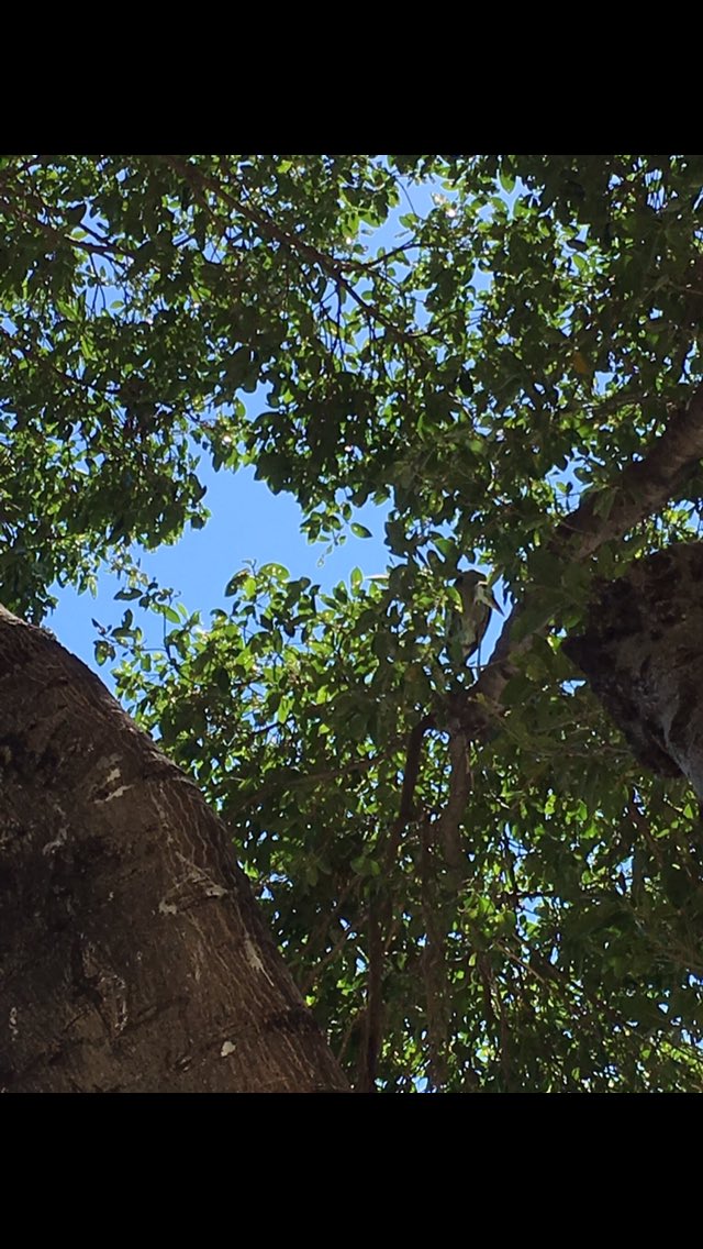 Charlierden's tweet photo. @FaZe_Rain  try and find the owl #opticalillusion  faze house La https://t.co/Kxdjv8cJia