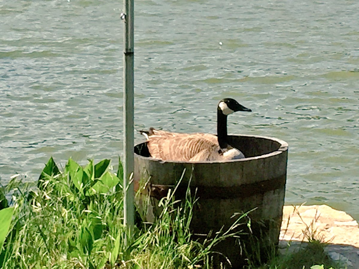 VisitGranbury's tweet image. It's our own #GranburyTX count down. 30 days +; how much longer before they hatch?