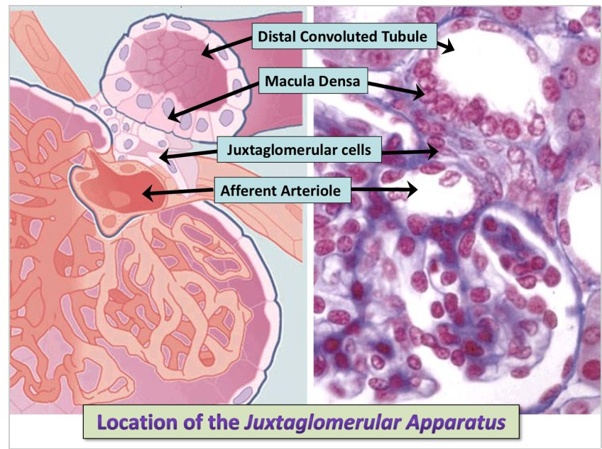 Juxtaglomerular Cells Histology