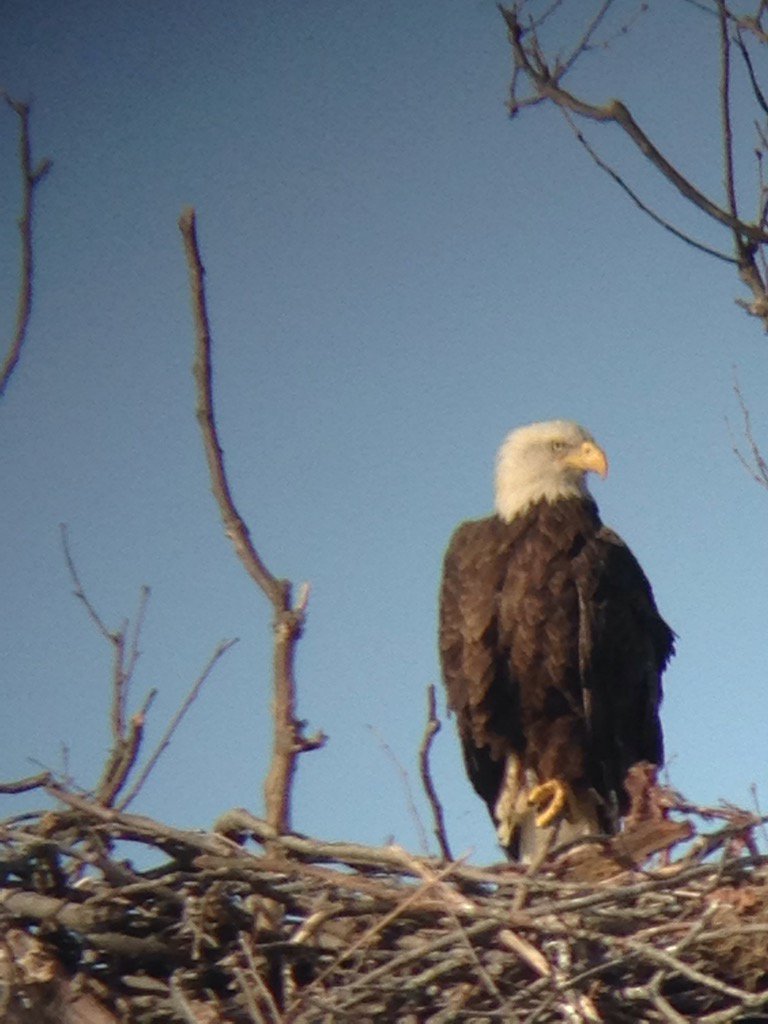 DjLebbin's tweet photo. Tino got his eagle https://t.co/hYDnDuyGho