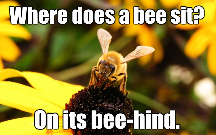 Save_Trees_Bees's tweet photo. Sunday is "pun day" - Where does a bee sit? #savethebees #puns https://t.co/jOf9MKq0eO