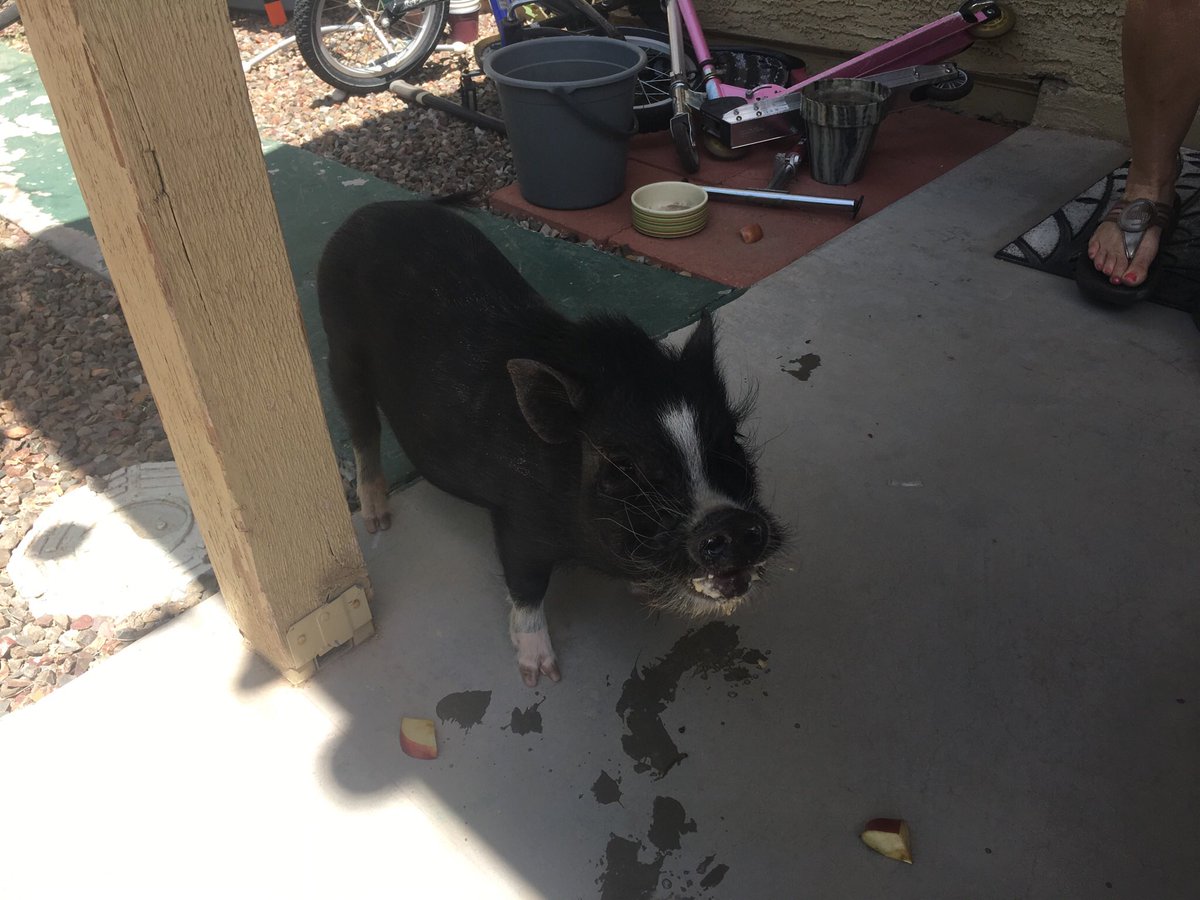 GPDRandyBrice's tweet photo. I know this sounds like another April Fools but we need help finding the owner of this pig. Found near Recker &amp; Frye. Call 4805036500 w/info https://t.co/CLp5ULh59U