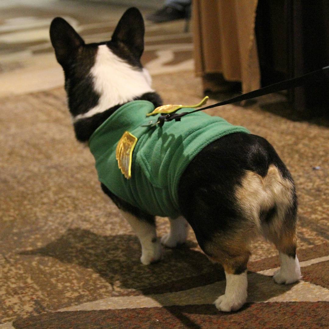 CreationEnt's tweet image. This Corgi Gabriel cosplay hit a perfect 100 on the cuteness scale 👍🐶 #spnsea #cosplay