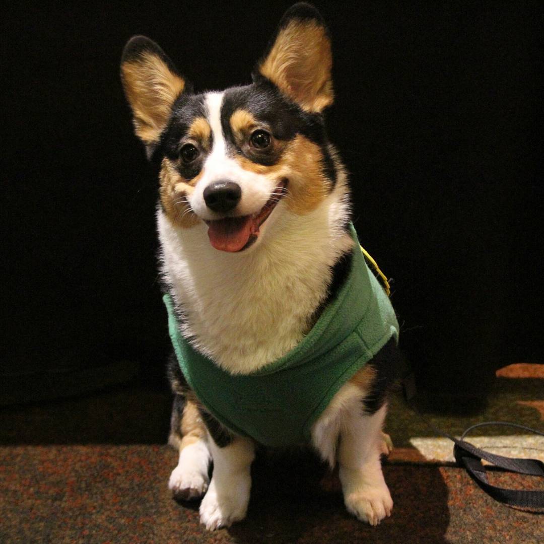 CreationEnt's tweet image. This Corgi Gabriel cosplay hit a perfect 100 on the cuteness scale 👍🐶 #spnsea #cosplay