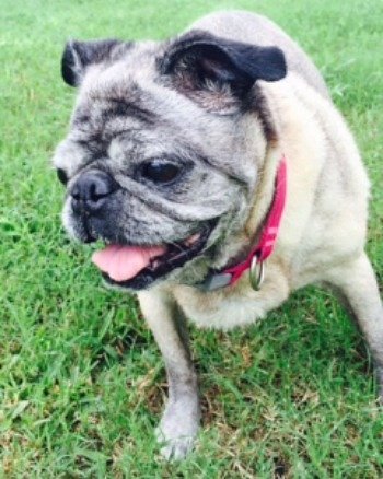 DFWPugRescue's tweet photo. Sweet Tess is a lovely lady #pug who is looking for her forever family. Adopt her today! https://t.co/53AvBu9Rr8 #AdoptDontShop #dog #rescue https://t.co/frSfTCkxYi