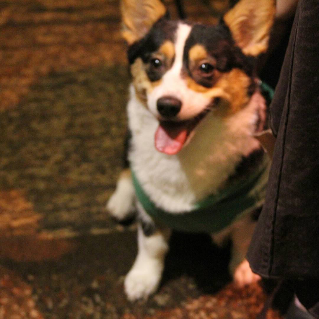 CreationEnt's tweet image. This Corgi Gabriel cosplay hit a perfect 100 on the cuteness scale 👍🐶 #spnsea #cosplay