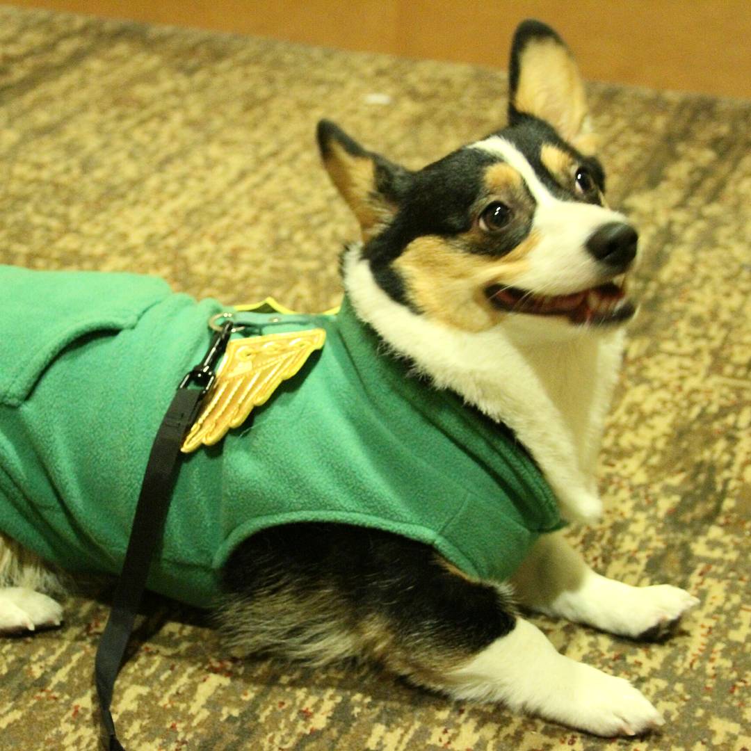 CreationEnt's tweet image. This Corgi Gabriel cosplay hit a perfect 100 on the cuteness scale 👍🐶 #spnsea #cosplay
