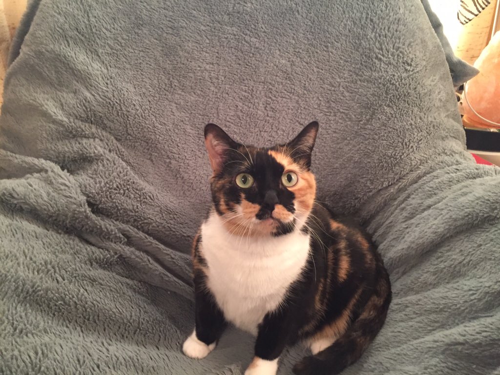 <a href="/pawandpurr/">paw&purr</a> <a href="/LittleMaineCoon/">Holly Purr⚜️</a> @Jacksutcliffe88 <a href="/MoetBlindCat/">Moet the Blind Cat</a> <a href="/clawdiathecat/">🐾 Clawdia ❤️</a> <a href="/fluffybasil/">Teddy, Pumpkin Pie & Magic</a> <a href="/LordGraydon/">Ms. Savoy Mr. Sanderson🌈@LordGraydon</a> <a href="/parham1961/">jackie parham</a> <a href="/KittyHavenNY/">💞 Kitty Haven ⚥ 💞</a> <a href="/datsyuklover/">Georgia Trosper</a> <a href="/DoULoveCat/">Do U Love Cat ?</a> Mom now I can't get that song outta my head!  Great love.