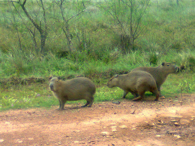 Naturalmente fotos únicas enviadas por nuestros pasajeros, nuestros clientes, nuestros turistas.
Promociones IBERA FULL MAYO + JUNIO