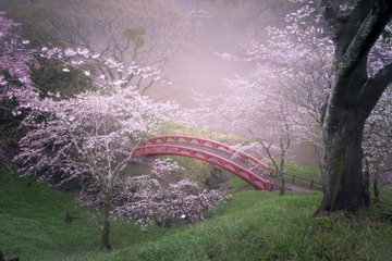 新城さくらまつり 見頃や開花時期 駐車場や混雑状況も はるぺんのリポート用紙