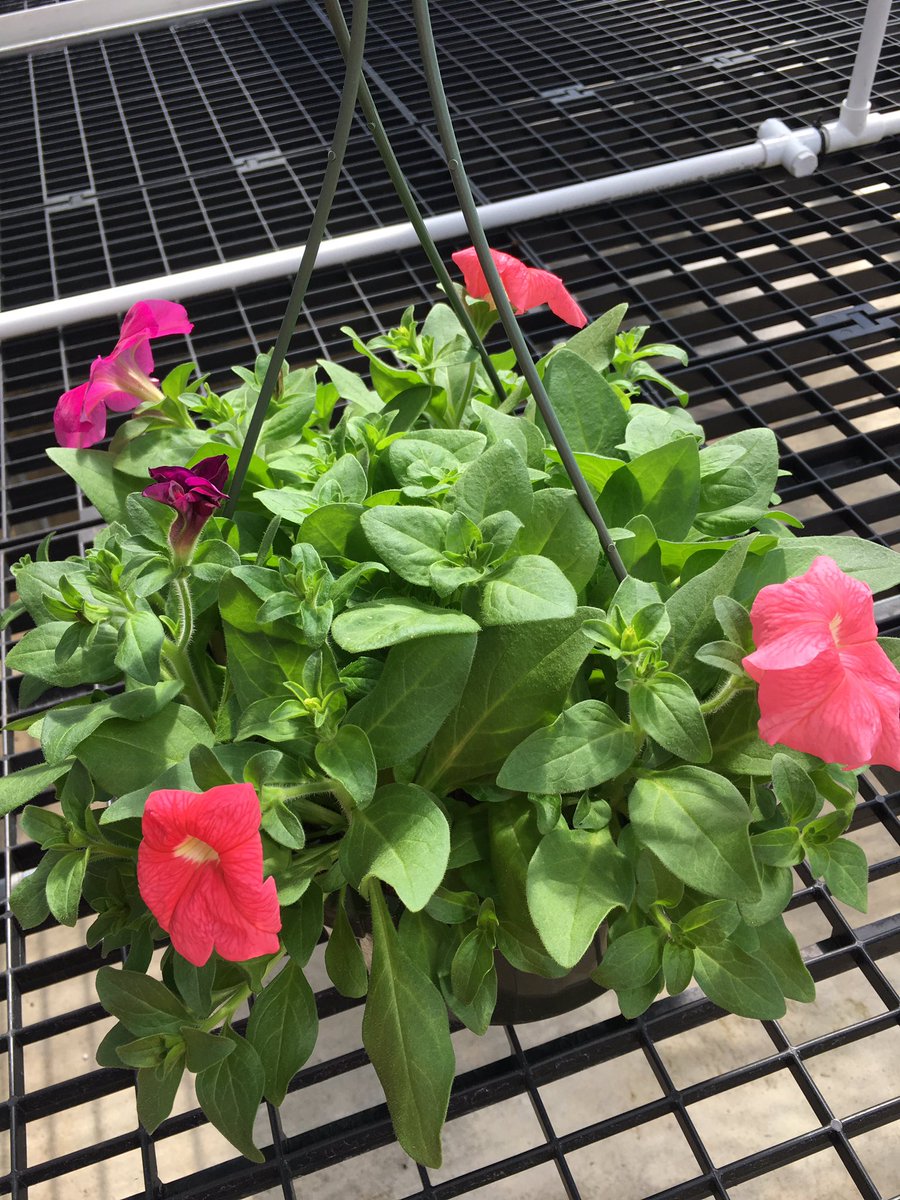 MagnetCoveFFA's tweet photo. Plant sale Tuesday 1-6 in the high school Greenhouse. We still have plenty of garden veggies, bedding plants and hanging baskets! https://t.co/EJIieb5aqQ