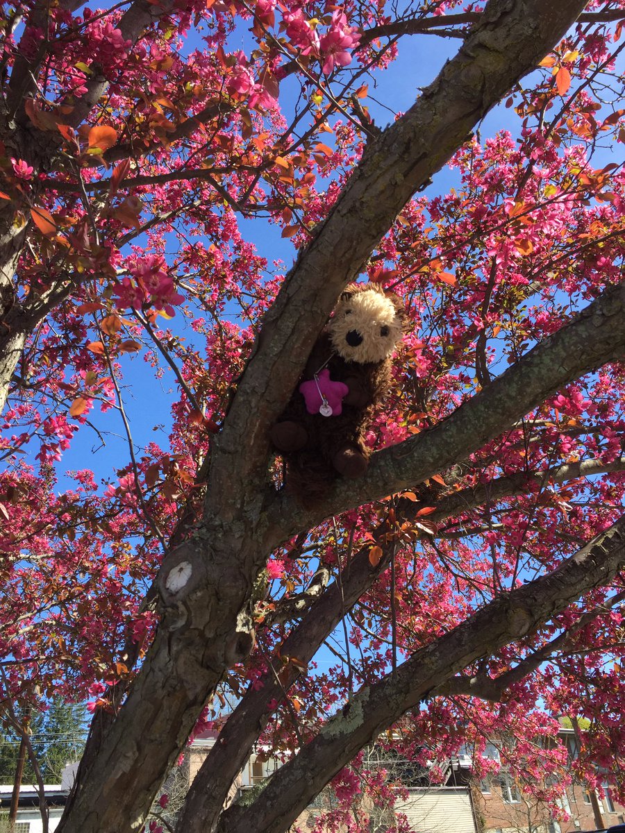 1Lifecc's tweet image. "Everything has beauty but not everyone sees it." Confucius #1lifecc #fillingmyballoons #pledgewellness #wellnessmatters #oscarstravels