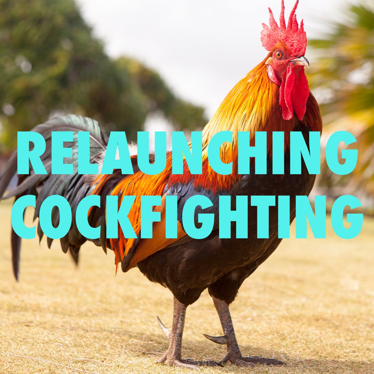 billionspod's tweet photo. New ep out now w/ @channelperri. Listener feedback was"be more evil" so this ep we tackle relaunching cockfighting https://t.co/GZ2sdks69W https://t.co/NhGrN3IrjR