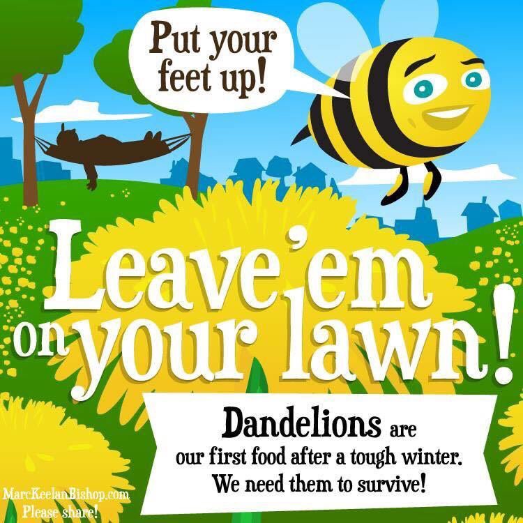 JillJade1's tweet photo. Do the bees a favour! #savethebees #bringbackthebees https://t.co/Pzhjdk7R40