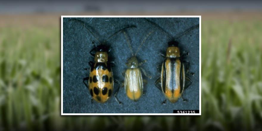 ChannelSeed's tweet photo. Get corn rootworm scouting and identification tips with this #AgAdvice: https://t.co/lmY784RuBm https://t.co/OGHfAD5gIg