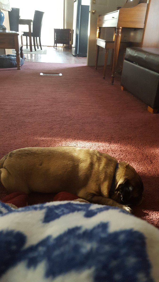 quincypug's tweet photo. Quincy on a lazy sunday https://t.co/GJgrhoFXHu