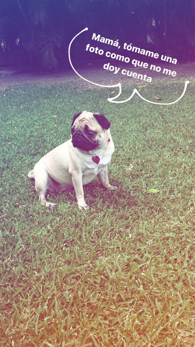 LulaThePug's tweet photo. Cuando mi mamá me toma fotos sin que me de cuenta. #pug #puglife #LulaThePug https://t.co/6uxNOgWDVp
