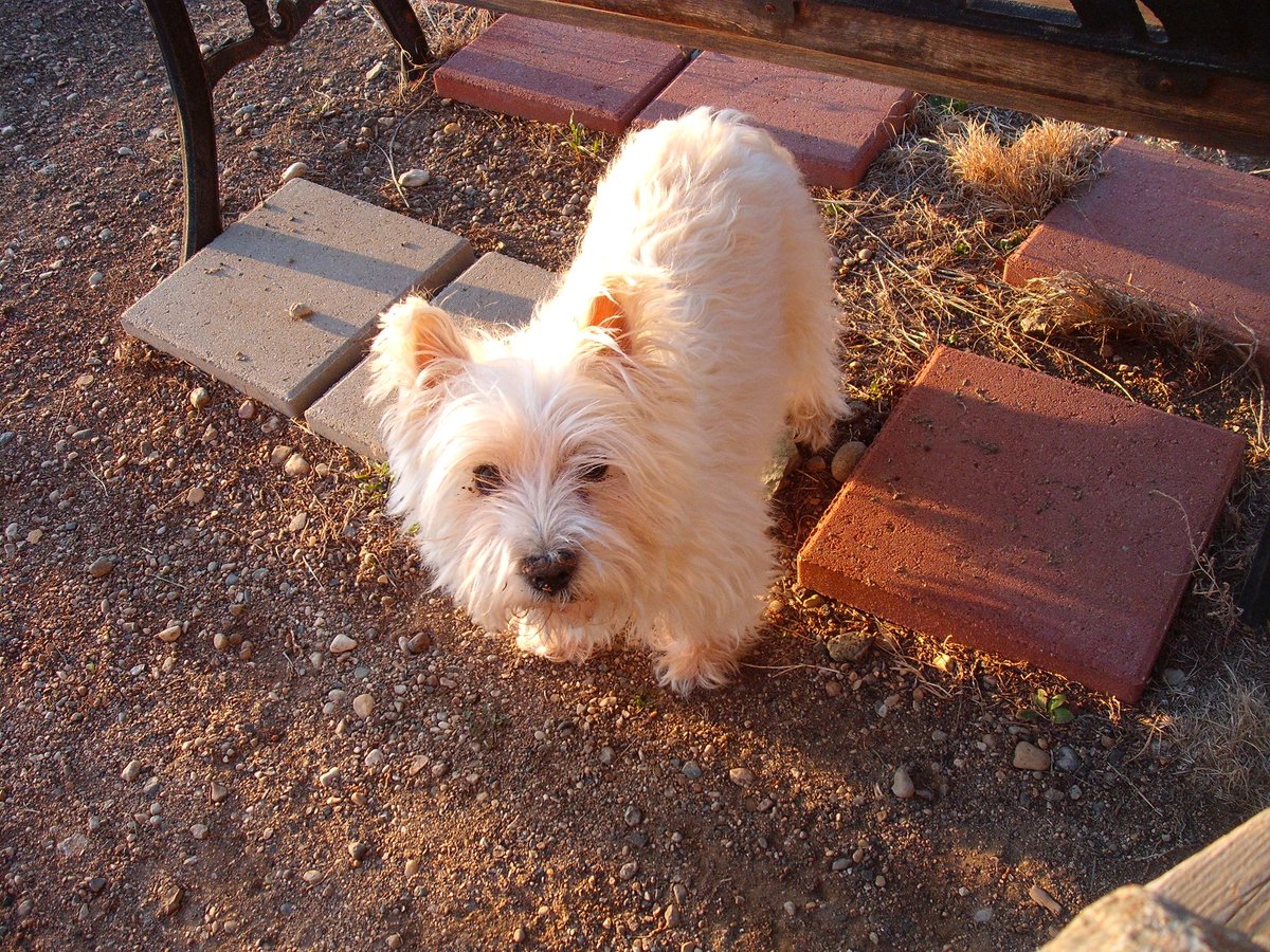 1BNickolas's tweet photo. #westhighlandterrier. Buster, the name came with him at age four, 12 years ago. March 15, 2017 whispered you're going home, its ok. #Loved https://t.co/c3WCOzaMRi
