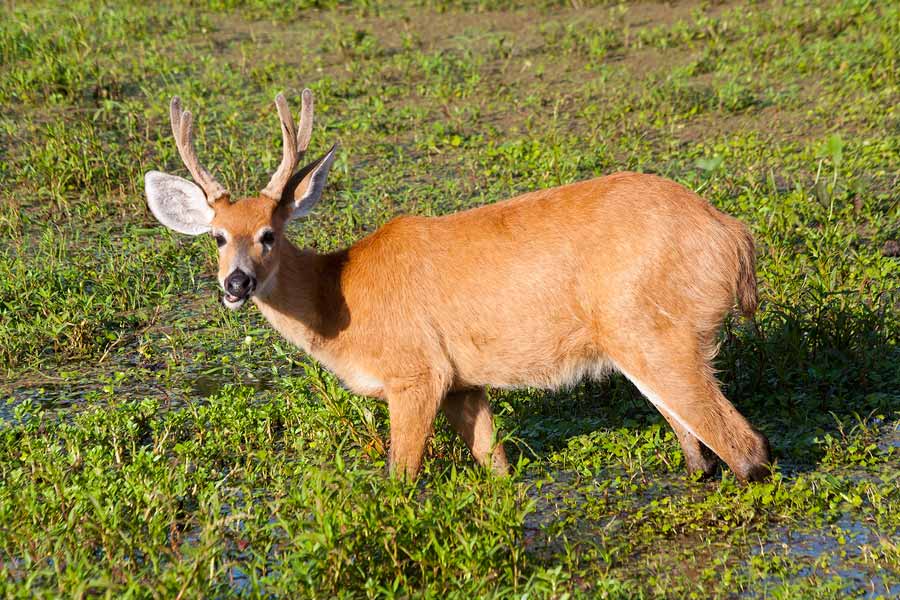 Ibera Full Promociones en Mayo y Junio - Off % descuentos - consultas -
descuentos...