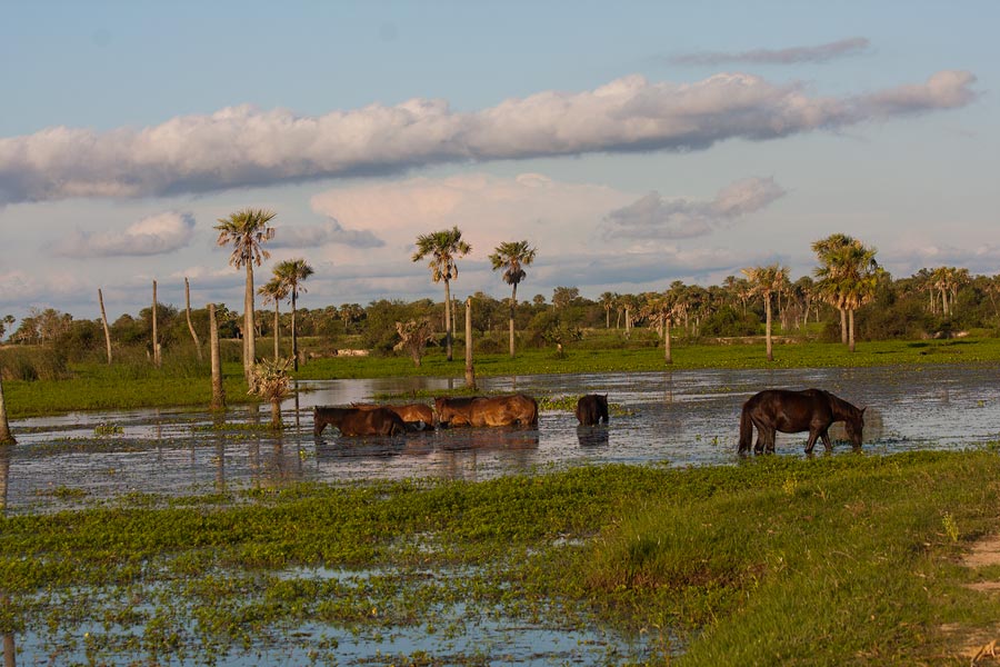 ESTEROS DEL IBERA
IBERA FULL TURISMO ALTERNATIVO
ECOTURISMO
PROMOCIONES 
MAYO Y JUNIO DE PROMOCIONES...