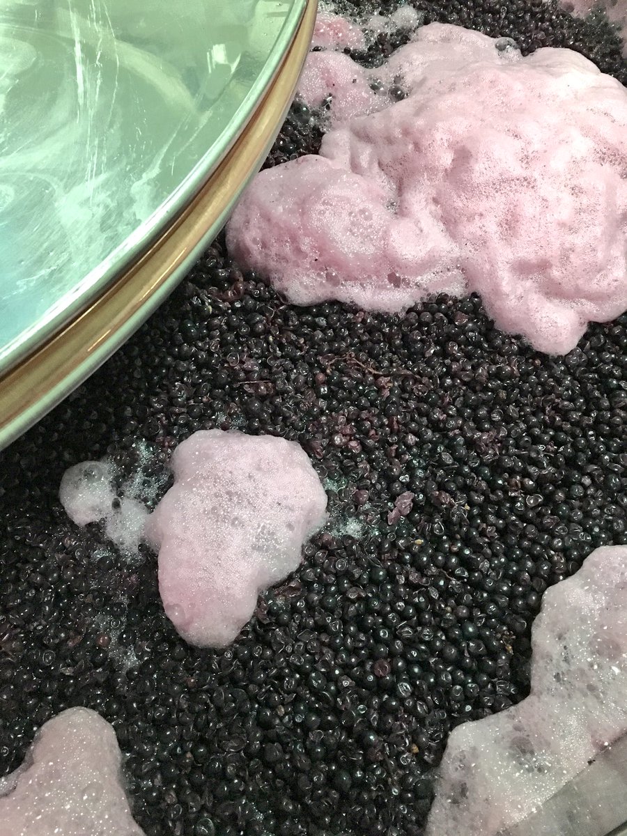 1000candles's tweet image. One of our last ferments, the high density Cabernet Sauvignon, happily bubbling away in the tank #v17 #cabernetsauvignon #closeplanted