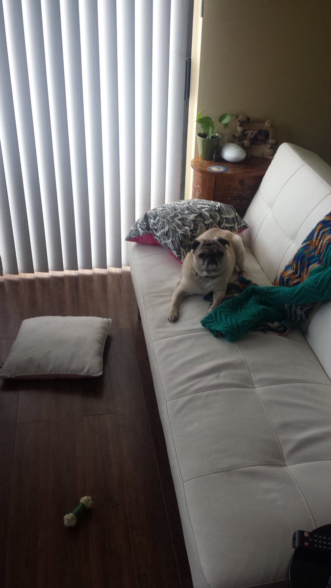 sunnythepug1's tweet photo. The thing about pugs is that they intentionally unmake EVERYTHING. 4 FUN!  #Pugs: sent 2 earth as agents of chaos. https://t.co/7M4v1kwIES