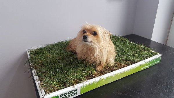 Torontonicity's tweet photo. Pooch Patch a Natural Grass Patch for Your Dog https://t.co/pAGefUrZZ6 #Shopping #naturalgrasspeepad #PoochPatch https://t.co/8JNJw0ivxZ
