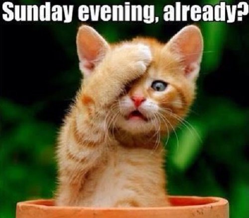 #Haha That look when you realize the weekend is
pretty much over and tomorrow's  #Monday😱😱
#CatsOfTwitter #SundayNight 
#INeedA3DayWeekend 😎