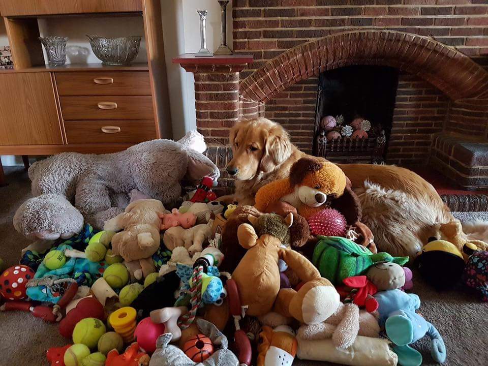 TotallyGoldens's tweet photo. Just a few toys Bailey ❤ https://t.co/qwUcZ5JlUg