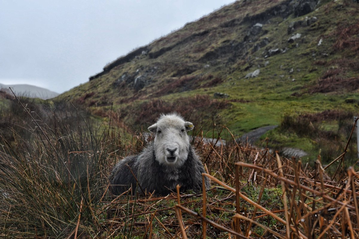 pfarri (@apocolypse2015) on Twitter photo #herdwick #Cumbria #hallinfell <a href="/CumbriaToday/">CumbriaToday</a> <a href="/CumbriaWeather/">ᴄᴜᴍʙʀɪᴀ ᴡᴇᴀᴛʜᴇʀ</a> <a href="/CumbriaZen/">Cumbria Zen</a> <a href="/goherdwick/">Go Herdwick</a> <a href="/HerdwickSheep/">Herdwick Sheep</a> <a href="/CumbriaSellSeek/">Cumbria Sell & Seek</a> #herdwick #Cumbria #hallinfell <a href="/CumbriaToday/">CumbriaToday</a> <a href="/CumbriaWeather/">ᴄᴜᴍʙʀɪᴀ ᴡᴇᴀᴛʜᴇʀ</a> <a href="/CumbriaZen/">Cumbria Zen</a> <a href="/goherdwick/">Go Herdwick</a> <a href="/HerdwickSheep/">Herdwick Sheep</a> <a href="/CumbriaSellSeek/">Cumbria Sell & Seek</a>