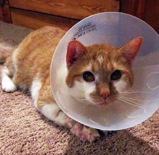 City_the_kitty's tweet image. #RunawayDeclawedCatAlert Twinkie ran away w/her cone on, after being declawed. If u r near Burton Rd, Golden Beach, MD please look for her!