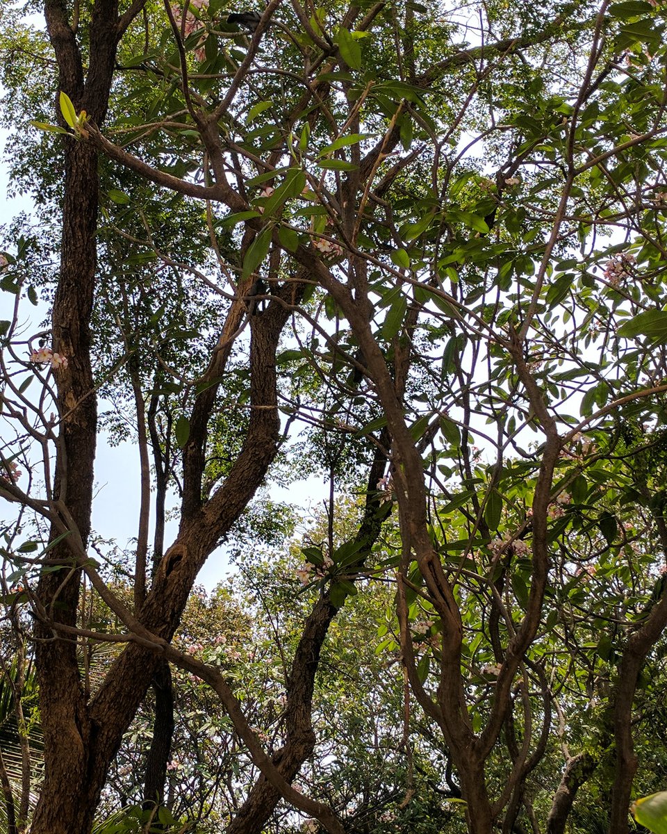 mrsfunnybones's tweet photo. Sometimes bits of my city leave me breathless and not because of the pollution:) #Mumbai #DayWithPixel https://t.co/LH8uOSUpV3