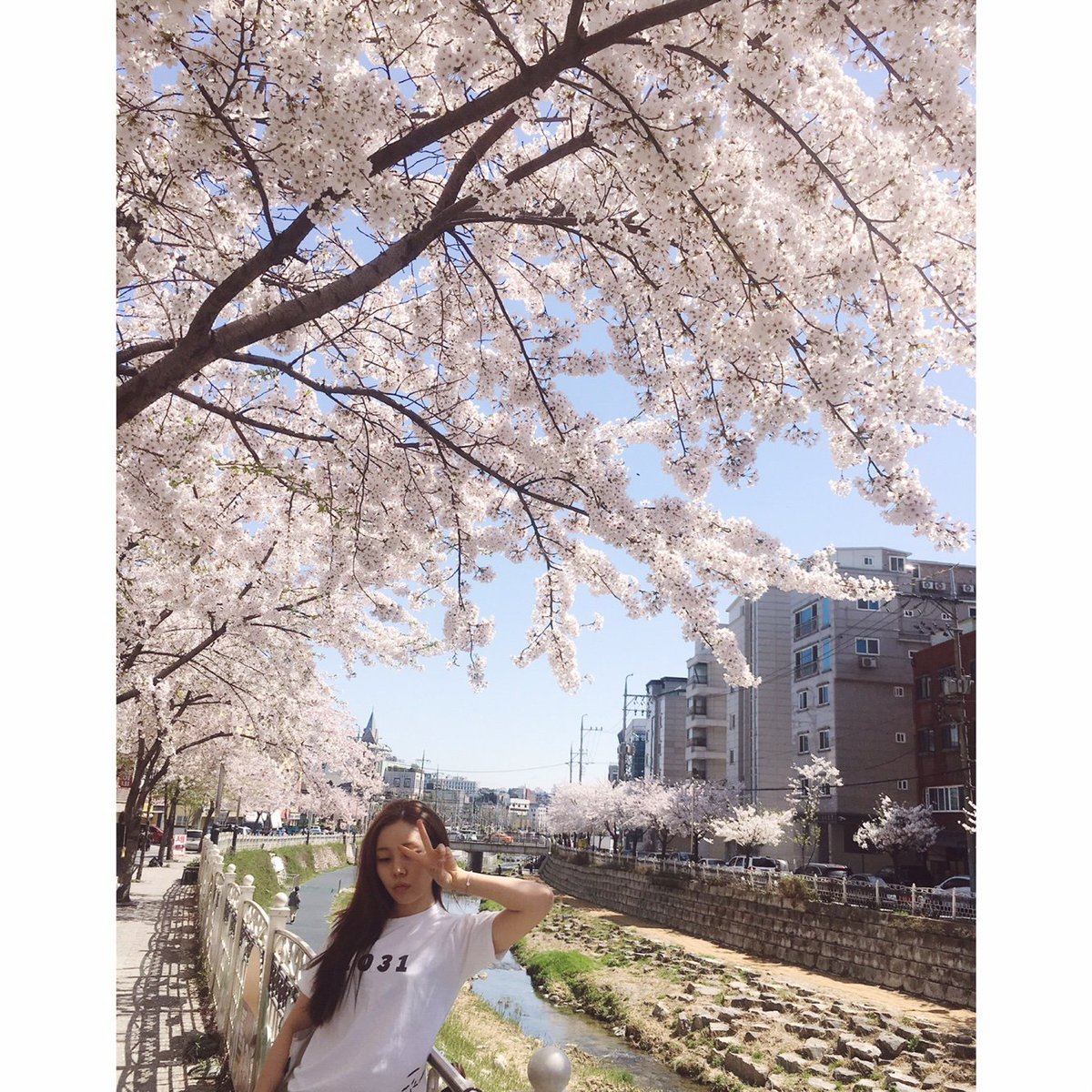 polaris_lc's tweet photo. 연습실 가는길에 벚꽃들이랑~~~~~ 🌸🌸🌸🌸🌸

It's 68degrees Farenheit here today!!!!!! It really feels like Spring here 😍😍 https://t.co/kuCZcNXsd5