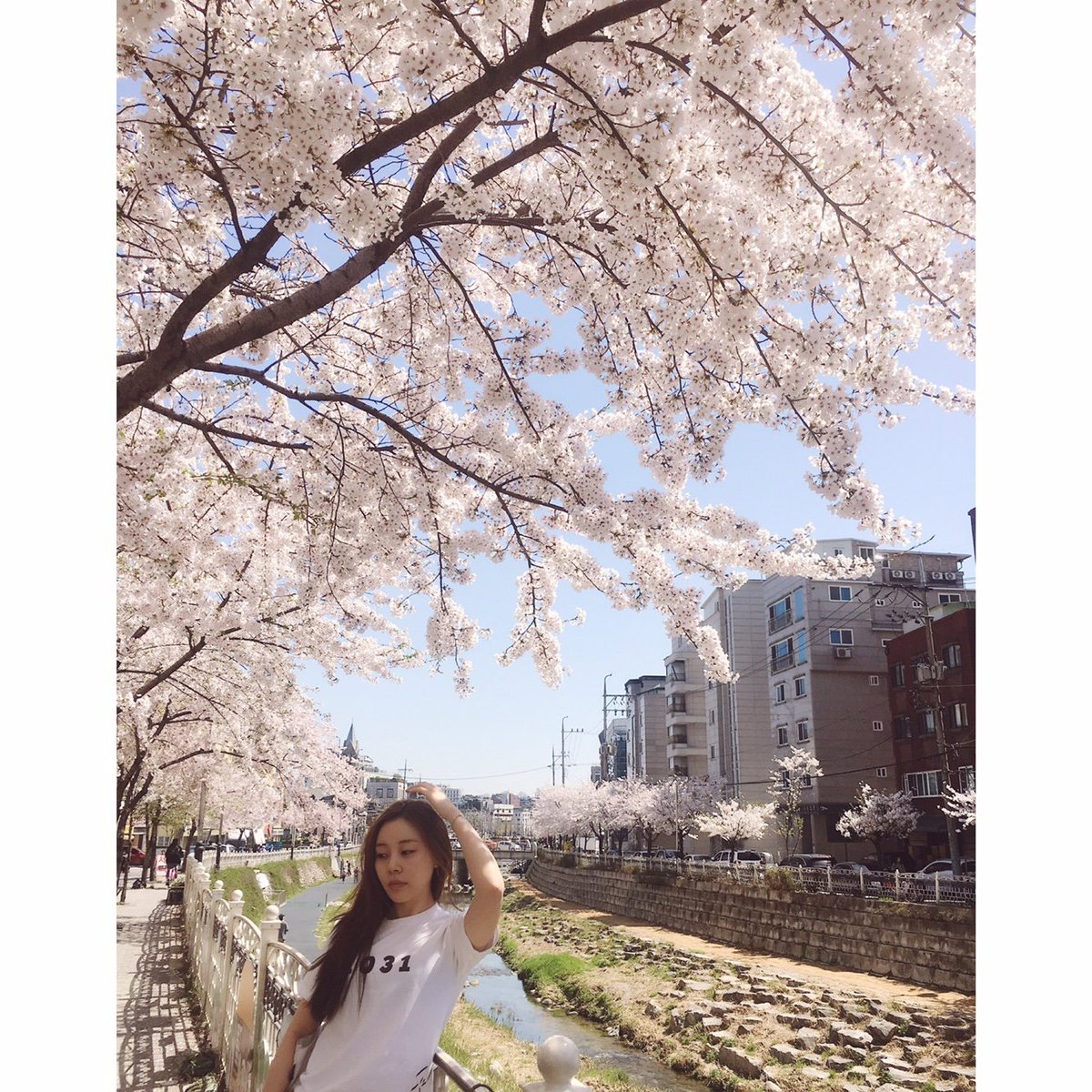 polaris_lc's tweet photo. 연습실 가는길에 벚꽃들이랑~~~~~ 🌸🌸🌸🌸🌸

It's 68degrees Farenheit here today!!!!!! It really feels like Spring here 😍😍 https://t.co/kuCZcNXsd5