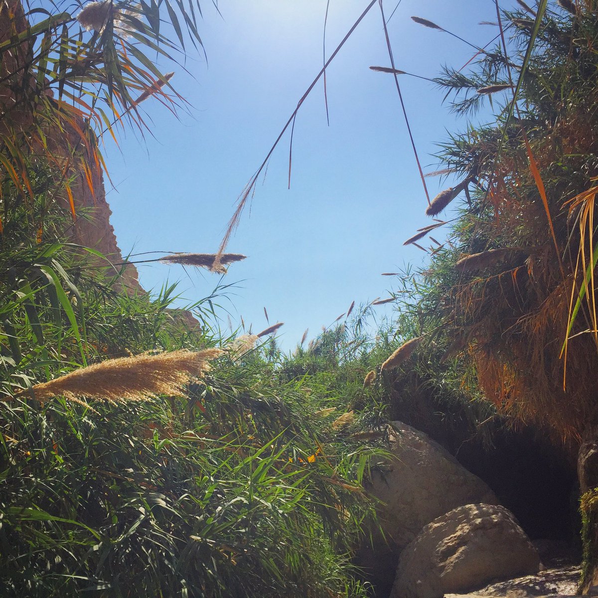 Eyal_Naor's tweet photo. #HappyPassover &amp; #HappySpring from an oasis at the lowest place on earth! 
#DeadSea #Israel #SmallButOutstanding https://t.co/ZQvYmi3wUW