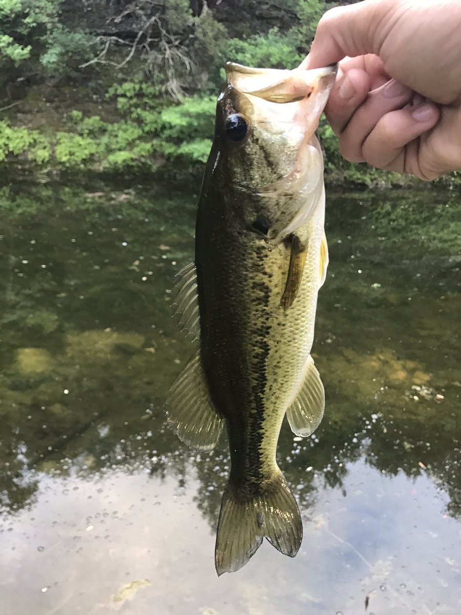 Texashunter11's tweet photo. First bed fish of the year and a football of a warm-mouth on a swimbait! He choked the whole thing!! https://t.co/l6bRSdKW4N