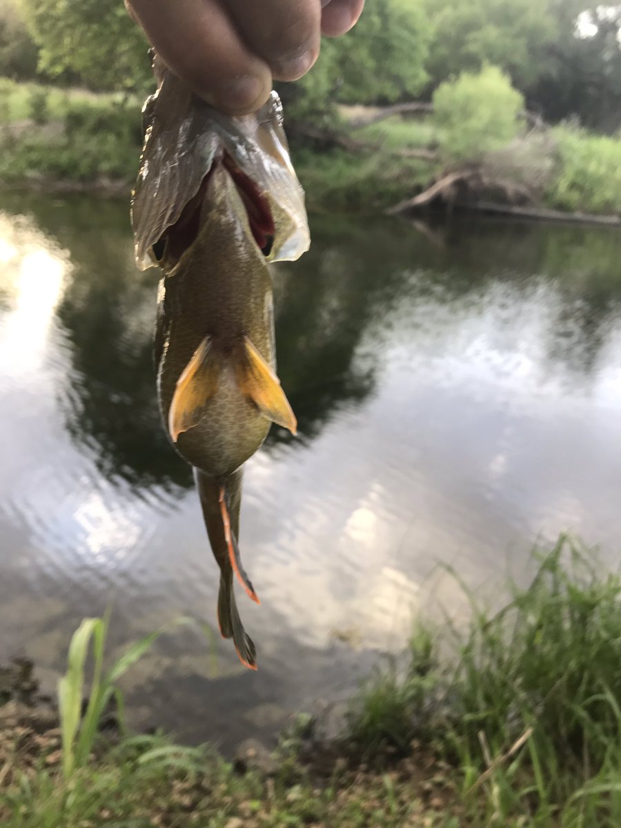 Texashunter11's tweet photo. First bed fish of the year and a football of a warm-mouth on a swimbait! He choked the whole thing!! https://t.co/l6bRSdKW4N