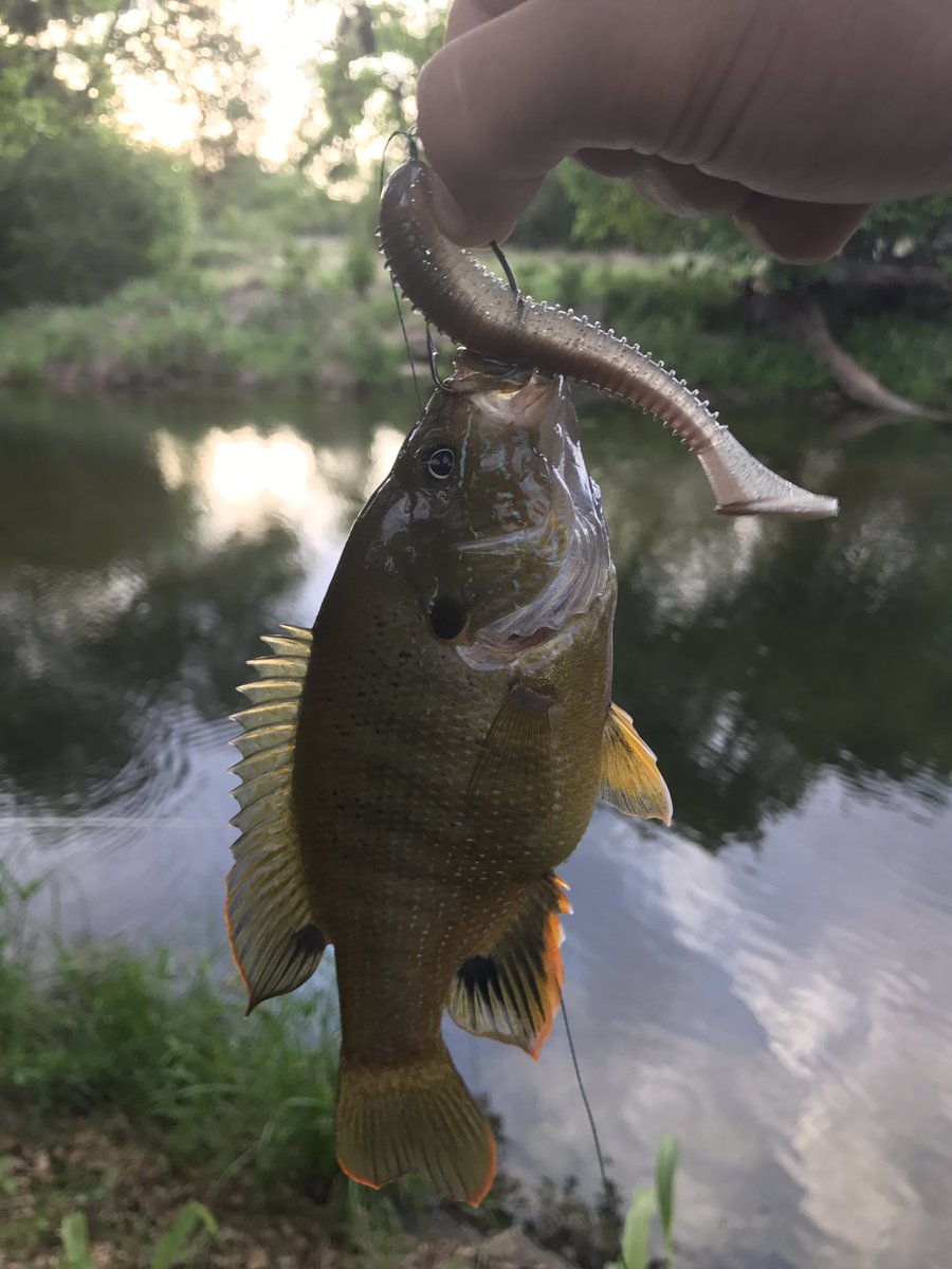 Texashunter11's tweet photo. First bed fish of the year and a football of a warm-mouth on a swimbait! He choked the whole thing!! https://t.co/l6bRSdKW4N