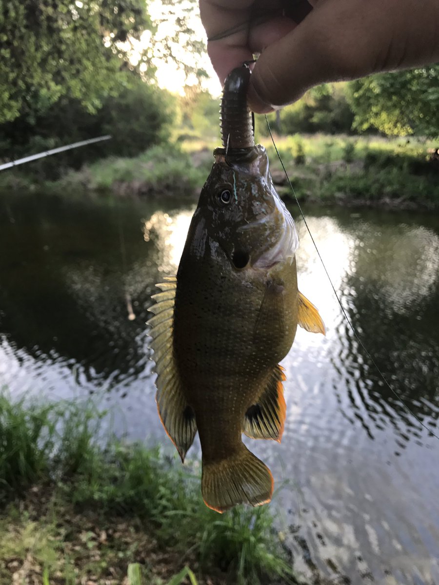 Texashunter11's tweet photo. First bed fish of the year and a football of a warm-mouth on a swimbait! He choked the whole thing!! https://t.co/l6bRSdKW4N