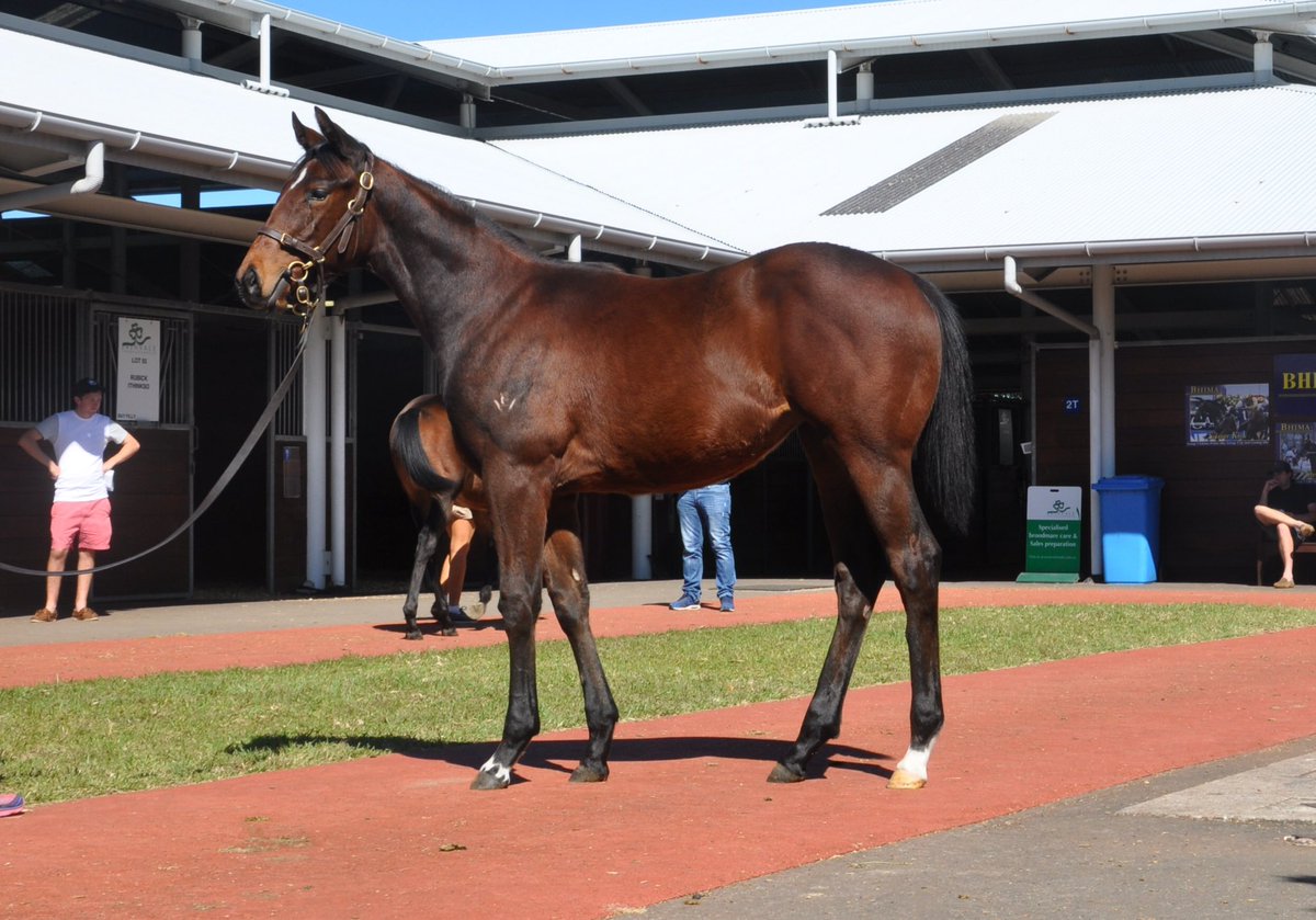 CoolmoreAus's tweet photo. Rubick filly, Lot 55 from the Erinvale draft in the @inglis_sales is out of half sister to 3 time G1 winning sprinter #2yoSpeed https://t.co/iKf9mtEcOP